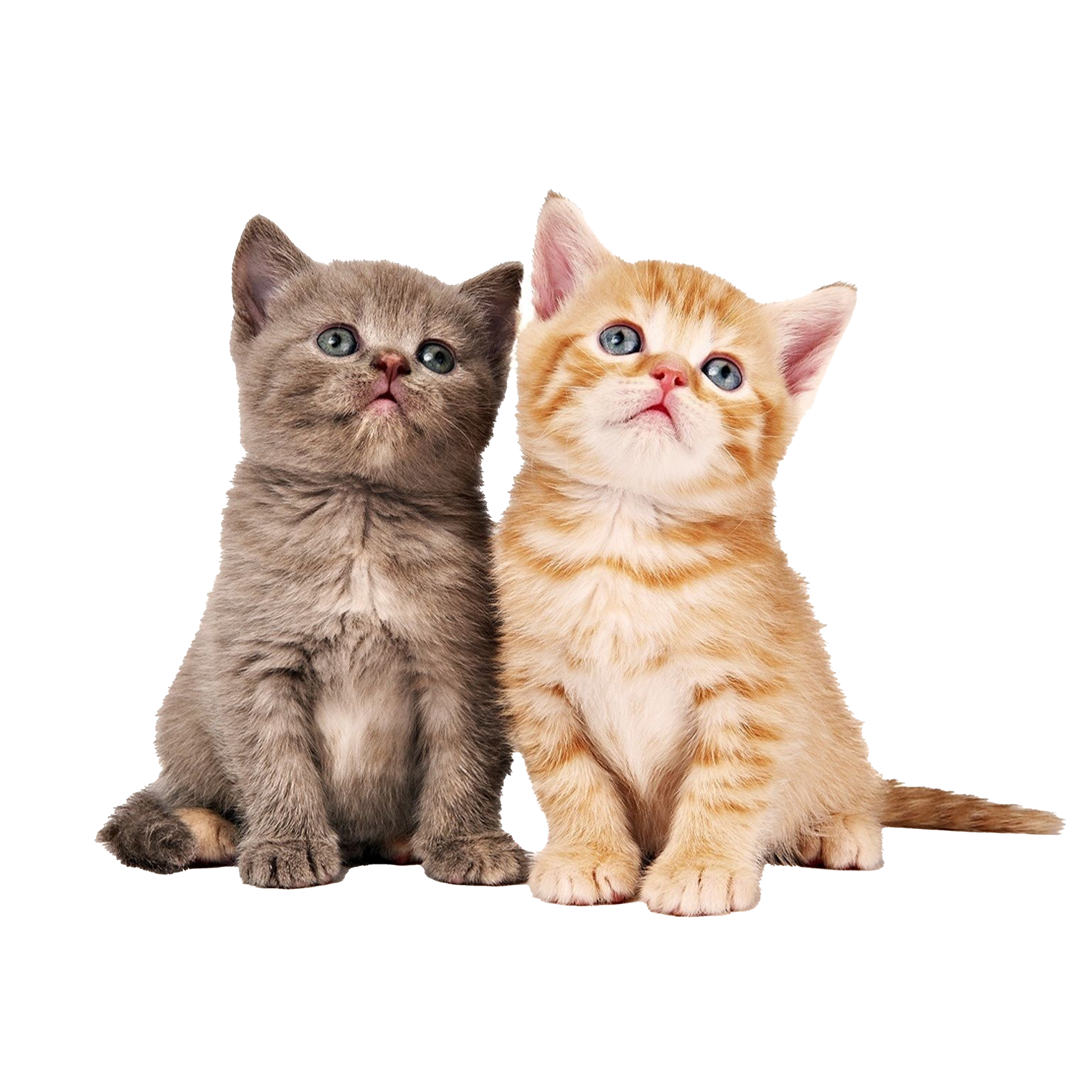 Two cute cats